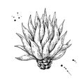 Blue agave. Tequila ingredient vector drawing