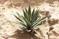 Blue agave for tequila on plantation.