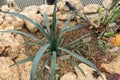 Blue Agave or Agave Tequilana plant in Zurich in Switzerland