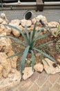 Blue Agave or Agave Tequilana plant in Zurich in Switzerland