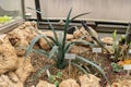 Blue Agave or Agave Tequilana plant in Zurich in Switzerland