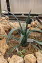 Blue Agave or Agave Tequilana plant in Zurich in Switzerland