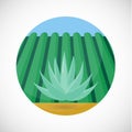 Blue agave vector flat icon