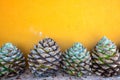 Blue Agave and a Yellow Wall Royalty Free Stock Photo