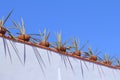 Blue agaves over the house in queretaro city I Royalty Free Stock Photo