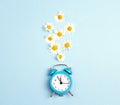 Blue alarm clock and chamomile flowers on blue background. Royalty Free Stock Photo