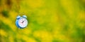 blue alarm clock in front of blurred dandelion flowers background Royalty Free Stock Photo