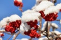 Red mountain ash berries in snow Royalty Free Stock Photo