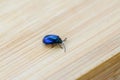 Blue alder leaf beetle lands on wooden table