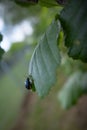 A blue alder leaf beetle sits on a green leaf Royalty Free Stock Photo