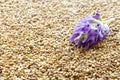 Blue alfalfa flower with seeds as a background. Medicago sativa. Alfalfa seeds and fresh alfalfa flowers. Blue alfalfa Royalty Free Stock Photo