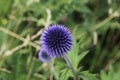 The Blue Allien Star-Flower in the Park