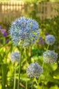 Blue Allium caesium flowers in the garden