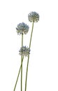 Blue Allium caesium flowers isolated