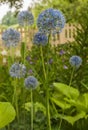 Blue Allium caesium in the garden