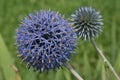 Blue Allium Flowers