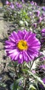 purple Alpine Daisy