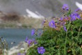 Blue alpine flowers on the background of the lake and the Caucasus mountains