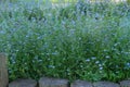 Blue alpine flowers on a green glade in spring. Wild meadow in mountains. Forget-me-not Myosotis scorpioides is blooming. Royalty Free Stock Photo