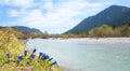 Blue alpine gentiana flowers, blue sky with fleecy clouds, Upper Isar river