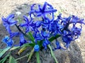 Blue amazing flowers from Ukraine