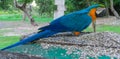 Blue amazonian parrot