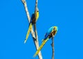 Blue amazonian parrot