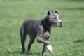 Blue American Pit Bull Puppy Royalty Free Stock Photo