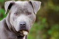 Blue American Pit Bull Terrier Dog Portrait Royalty Free Stock Photo