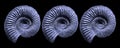 Blue Ammonite Fossils