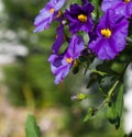 Blue anagallis flower