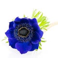 Blue anemone