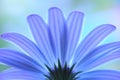 Blue anemone