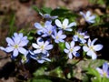 Blue anemone