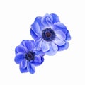 Blue anemone coronaria isolated