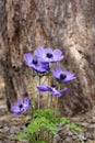 Blue anemone (coronaria or Mr. Fokker) Royalty Free Stock Photo