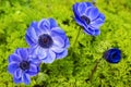 Blue anemone flower