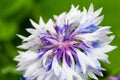 Blue anemone flower, vivid colors