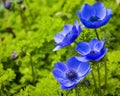 Blue anemone flowers