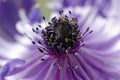 Blue Anemone Macro/ Anemone coronaria/ Flowering Bulbs