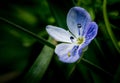 Blue anemone macro