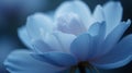 Blue anemone petals gracefully bloom Royalty Free Stock Photo