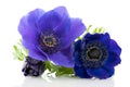 Blue Anemones