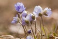 Blue anemones