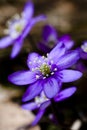 Blue anemones Royalty Free Stock Photo