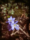 Blue anemones with blurred background