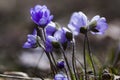 Blue anemones