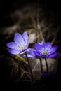 Blue anemones Royalty Free Stock Photo