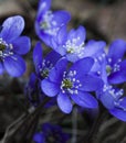 Blue anemones Royalty Free Stock Photo