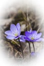 Blue anemones Royalty Free Stock Photo